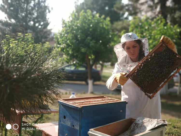 A young Uzbek woman in a white beekeeper suit inspecting a honeycomb frame at an apiary in Tashkent